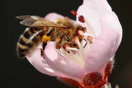 800px-Bee_pollinating_peach_flower